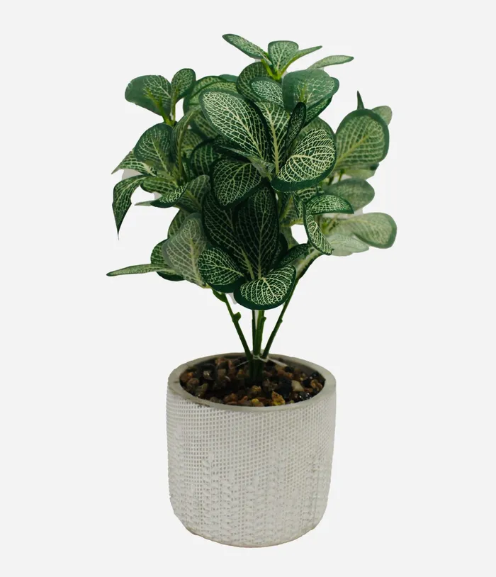 Earrings Faux Nerve Plant wDecor Pot Splash