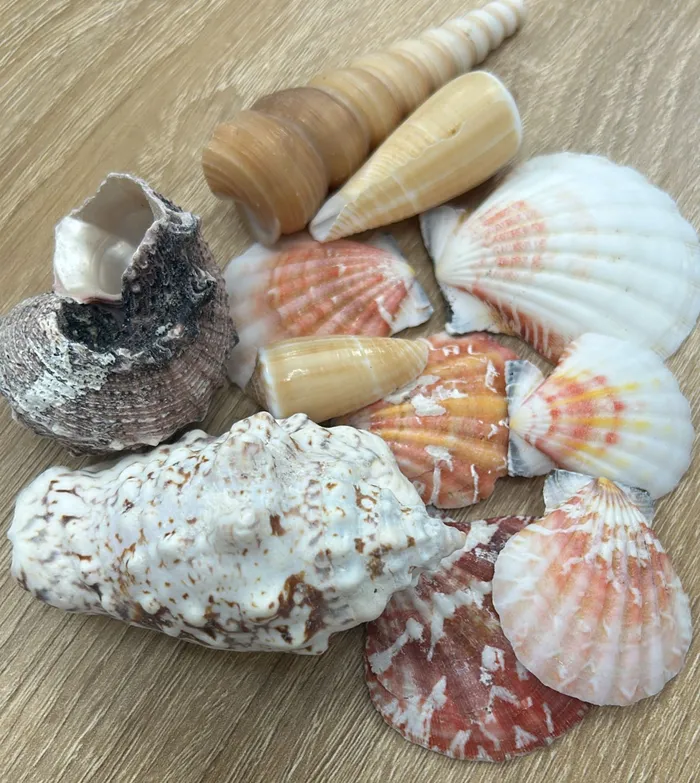 Random Sea Shells for Resin Art 47cm RESIN ART HUB Necklaces